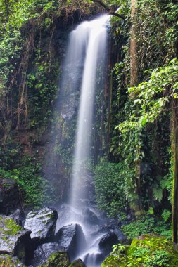 tropikal orman şelale