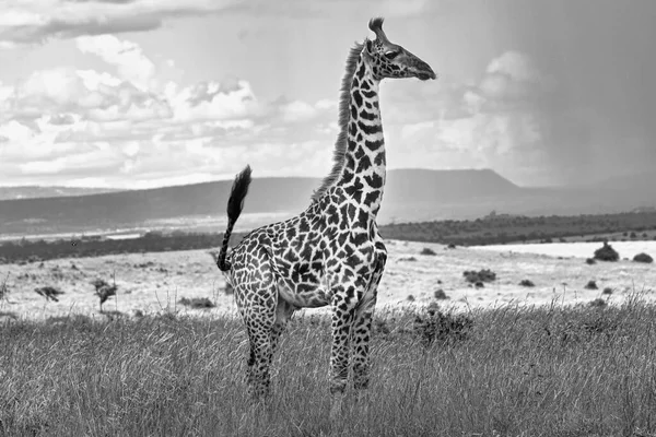 african bush giraffe, black and white