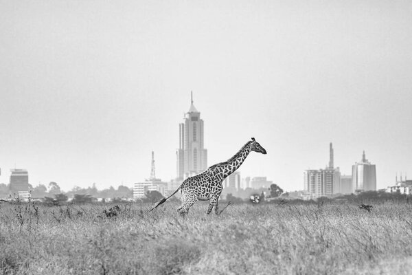 giraffe on the savannah of kenya