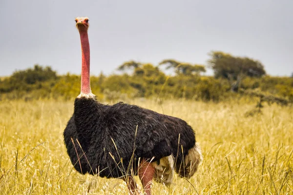 an ostrich walks through the grass, the bird is walking in the grass, in the park
