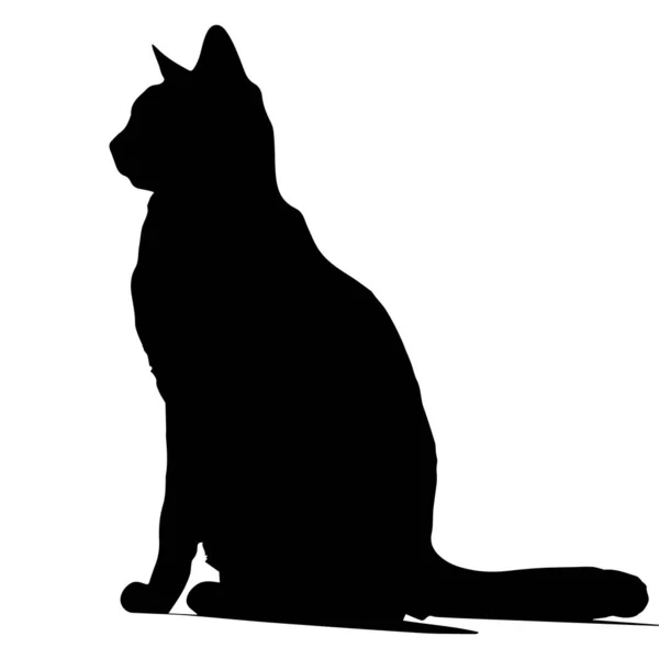 siluet siyah bir kedi 