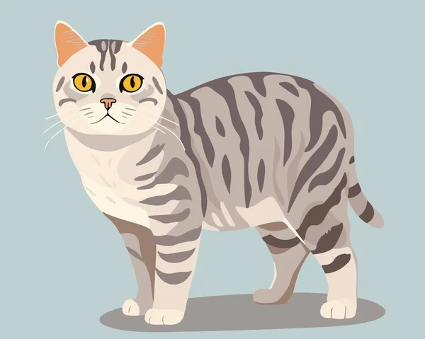 かわいいグレーのタビー猫のベクトルイラスト — ストックベクタ