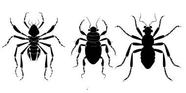 Beyaz arka planda izole edilmiş siyah örümcek siluetleri. vektör