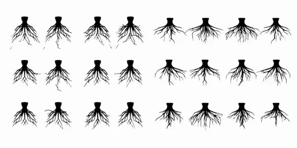 Set Different Roots Vector Illustration — Stock Vector