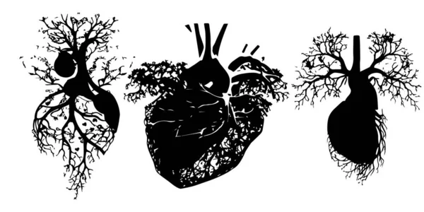 Corazón Humano Órganos Humanos — Archivo Imágenes Vectoriales