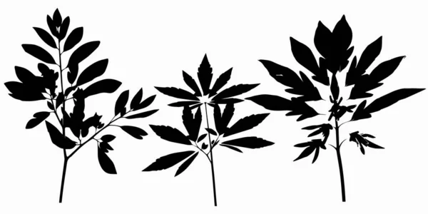 Siluetas Negras Plantas — Archivo Imágenes Vectoriales