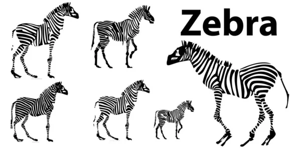 Zebra vektörü seti, vektör, illüstrasyon