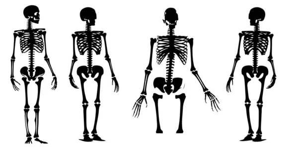 Skelett Schwarz Weiß — Stockvektor