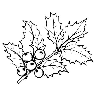 Holly ve yapraklı böğürtlen. El çizimi vektör çizimi beyaz arkaplanda izole edildi