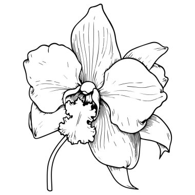Çizgi Sanat Orkidesi Çiçek vektör çizimi