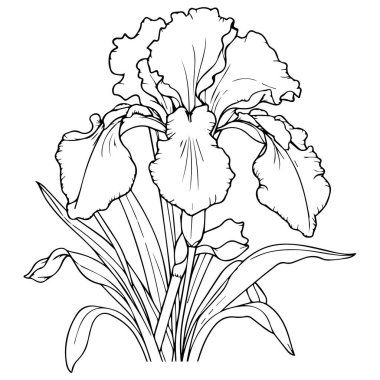 Çizgi Sanat Orkidesi Çiçek vektör çizimi