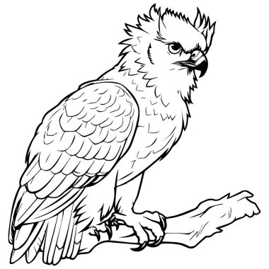 Güzel bir baykuşla boyama kitabı