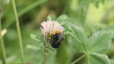 Bu büyüleyici 4K videosundaki doğanın karmaşık dansına tanık olun. Kamera yaklaşır, yaban arısını özenle yonca çiçeğinden polen toplarken gösterir. Arı yapraktan taç yaprağına geçerken, narin güzelliği hissedin.