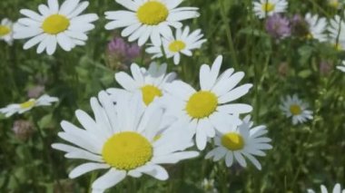 Bu büyüleyici 4K videosunda kendinizi büyüleyici bir çayıra daldırın. Çeşitli böcekler zarifçe dolaşırken rüzgarın uzun ve canlı papatyaları nazikçe sallamasını izleyin. Kelebekler ve arılar gibi doğanın karmaşık balesine tanık olun.