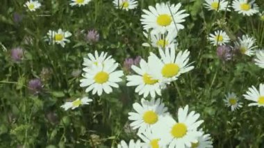Bu büyüleyici 4K videosunda kendinizi büyüleyici bir çayıra daldırın. Çeşitli böcekler zarifçe dolaşırken rüzgarın uzun ve canlı papatyaları nazikçe sallamasını izleyin. Kelebekler ve arılar gibi doğanın karmaşık balesine tanık olun.