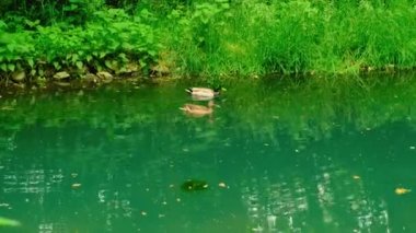 Vahşi Ördekler Serenadı: Serene Gölü 'nün Serenadı. Yüksek kalite 4K görüntü. Kendini bu büyüleyici videoyla doğanın dingin güzelliğine daldır. Küçük bir gölette süzülen vahşi ördeklerin zarif varlığına tanık olun.