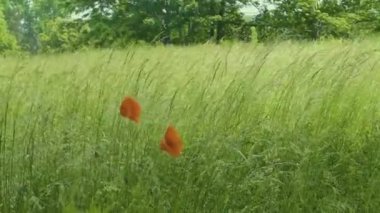 Kendinizi doğanın büyüleyici güzelliğine bu büyüleyici 4K videosuyla daldırın. Rüzgâr çayırları okşarken yabani otların ve çiçeklerin hafif salınımını hisset. Kamera, uzun otların karmaşık dansını özenle yakalar.