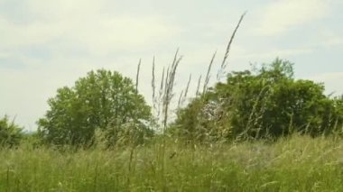 Kendinizi doğanın büyüleyici güzelliğine bu büyüleyici 4K videosuyla daldırın. Rüzgâr çayırları okşarken yabani otların ve çiçeklerin hafif salınımını hisset. Kamera, uzun otların karmaşık dansını özenle yakalar.