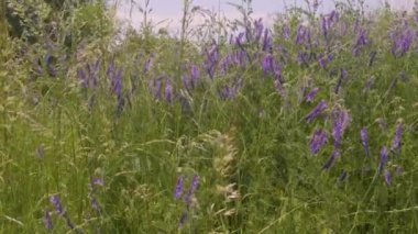 Kendinizi doğanın büyüleyici güzelliğine bu büyüleyici 4K videosuyla daldırın. Rüzgâr çayırları okşarken yabani otların ve çiçeklerin hafif salınımını hisset. Kamera, uzun otların karmaşık dansını özenle yakalar.
