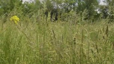 Kendinizi doğanın büyüleyici güzelliğine bu büyüleyici 4K videosuyla daldırın. Rüzgâr çayırları okşarken yabani otların ve çiçeklerin hafif salınımını hisset. Kamera, uzun otların karmaşık dansını özenle yakalar.
