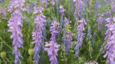 Kendinizi bu büyüleyici 4K videosuyla büyüleyici tozlaşma dünyasına daldırın. Çiçek açan bir çiçekten özenle nektar toplayan meşgul bir arının karmaşık dansına tanık olun.. 