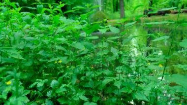 Su Senfonisi: Gölün ötesinden Majestic Fountain 'a 4K yolculuğu. Yüksek kalite 4K görüntü. Huzurlu sularda nefes kesici bir 4K yolculuğuna çıkın, kamera zahmetsizce süzülürken. 