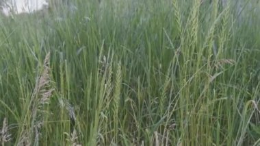Bu büyüleyici videoda kamera, otların yükseldiği diyarın derinliklerine doğru büyüleyici bir yolculuğa çıkın. Doğanın vahşi doğası tarafından kuşatılma hissini yaşayın. Kamera yoğun, sallanan bıçakların arasında gezinirken.. 