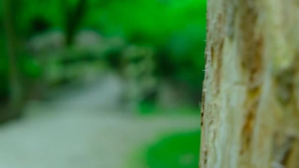 低语的森林 在森林中发现一座木桥 当摄像机优雅地从一棵树后出现时 在迷人的森林中展开迷人的旅程 在大自然的拥抱中 一座迷人的木桥映入眼帘 — 图库视频影像