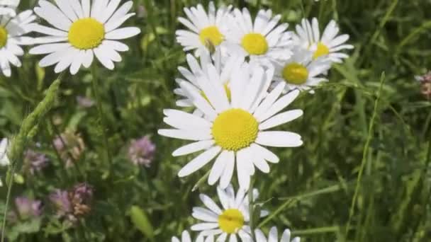 Immerse Yourself Enchanting Beauty Meadow Captivating Video Watch Wind Delicately — Stock Video