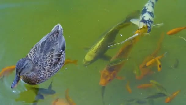 매혹적인 비디오로 자연의 매혹적인 조화에 빠져보세요 오리와 우아한 물고기 고요한 — 비디오