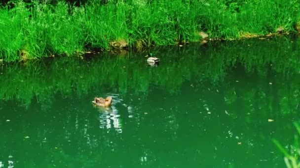 Serenata Patos Selvagens Beleza Serena Lagoa Florestal Imagens Alta Qualidade — Vídeo de Stock