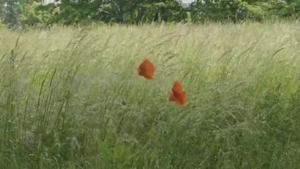 用这个迷人的4K视频让你沉浸在迷人的自然美中 感受野草和花朵轻柔的摇曳 就像风抚摩草场 摄像机巧妙地捕捉了高草纷繁的舞姿 — 图库视频影像