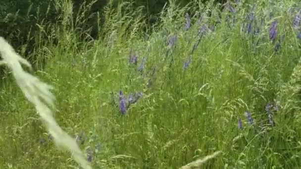 Immergiti Nella Bellezza Ipnotizzante Della Natura Con Questo Accattivante Video — Video Stock