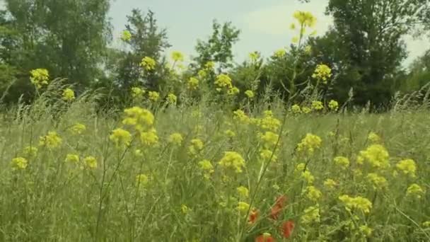 Пориньте Чарівну Красу Природи Цим Захоплюючим Відео Відчуйте Ніжний Шлейф — стокове відео