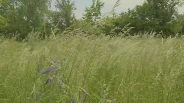この魅惑的な4Kビデオで自然の魅惑的な美しさに身を浸してください 風が牧草を愛するように 野生の草や花の穏やかな揺れを体験してください カメラは背の高い草の複雑なダンスを巧みにキャプチャします — ストック動画