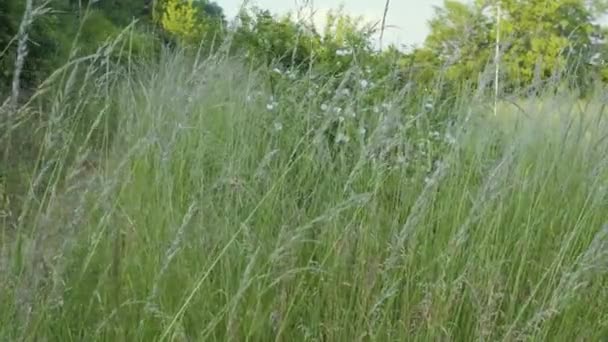 この魅惑的な4Kビデオで自然の魅惑的な美しさに身を浸してください 風が牧草を愛するように 野生の草や花の穏やかな揺れを体験してください カメラは背の高い草の複雑なダンスを巧みにキャプチャします — ストック動画