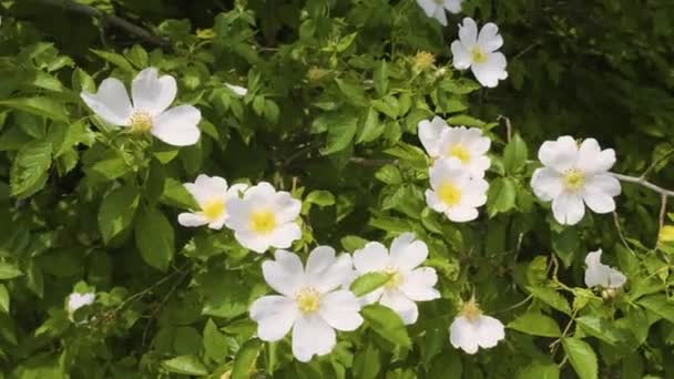用这个迷人的4K视频让你沉浸在大自然温柔的低语中 美丽的白玫瑰花朵在微风中舞动 花瓣随着自然的节奏优雅地摇曳 看着忙碌的蜜蜂嗡嗡作响 — 图库视频影像