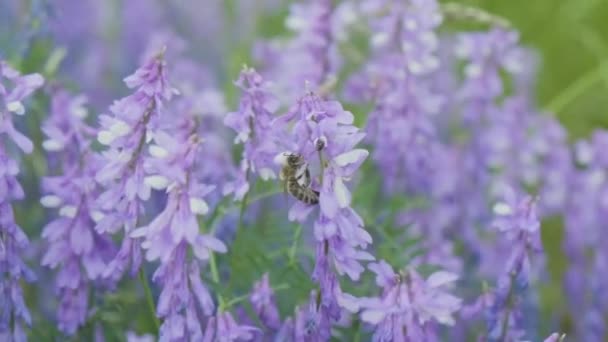 将自己沉浸在迷人的传粉世界中 用这个迷人的4K视频 当忙碌的蜜蜂小心翼翼地从开花的花朵中采集花蜜时 你可以看到它那纷繁的舞姿 — 图库视频影像