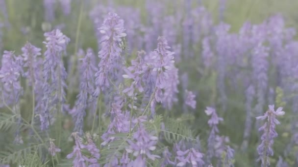 Mergulhe Beleza Serena Campo Adornado Com Flores Silvestres Azuis Vibrantes — Vídeo de Stock