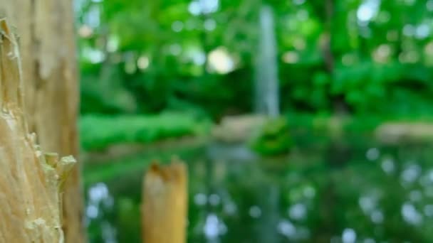 Водна Симфонія Подорож Через Озеро Величного Фонтану Високоякісні Кадри Обійти — стокове відео