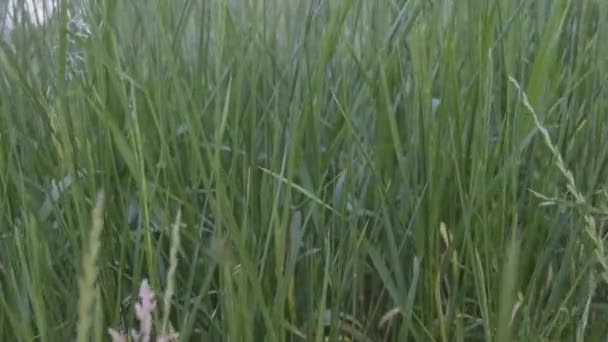 Виконує Захоплюючу Подорож Коли Камера Вступає Глибоко Сферу Піднімання Трави — стокове відео
