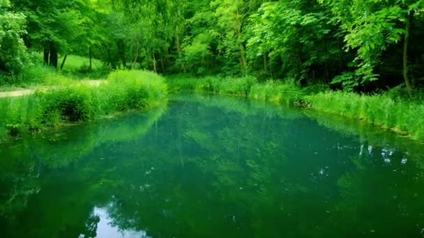 Smaragdová Oáza Serenity Forest Lake Vysoce Kvalitní Záběry Zažijte Klid — Stock video