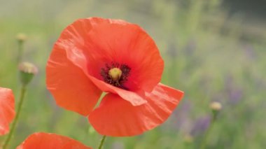 Bu nefes kesici 4K videosuyla doğanın dingin güzelliğine teslim olun. Hassas gelincikler güneşin sıcacık parıltısıyla yıkanan güneşten öpülmüş bir tarlada zarif bir şekilde sallanırlar. Kendini canlı renklerde ve nazik hareketlerde kaybet.