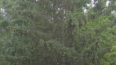 4k Yağmur Damlaları Alfa, Gerçek Yağmur, Yüksek Kalite, Yavaş Yağmur, Gök gürültüsü, Hızlı, Gece, Dramatik, Gökyüzü Düşüşleri, 4K Yağmur Görüntüleri, Düşme, Alfa, duş, yağış olarak kullanılabilir. Yüksek kalite 4k görüntü