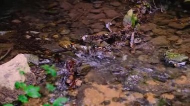 Kendinizi doğanın dingin güzelliğine bu büyüleyici 4K videosuyla daldırın. Kamera hareketsiz duruyor, zarif eğimli ağaçlar, yemyeşil çimenler ve yosun kaplı kayalarla çevrili bir orman akıntısının büyüleyici görüntüsünü yakalıyor..