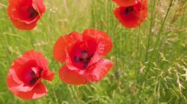 Bu nefes kesici 4K videosuyla doğanın dingin güzelliğine teslim olun. Hassas gelincikler güneşin sıcacık parıltısıyla yıkanan güneşten öpülmüş bir tarlada zarif bir şekilde sallanırlar. Kendini canlı renklerde ve nazik hareketlerde kaybet.