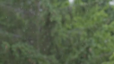4k Yağmur Damlaları Alfa, Gerçek Yağmur, Yüksek Kalite, Yavaş Yağmur, Gök gürültüsü, Hızlı, Gece, Dramatik, Gökyüzü Düşüşleri, 4K Yağmur Görüntüleri, Düşme, Alfa, duş, yağış olarak kullanılabilir. Yüksek kalite 4k görüntü