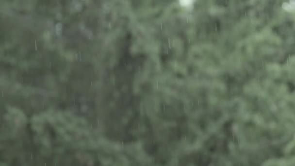 Loop Rain Drops Falling Alpha Real Rain Wysokiej Jakości Slow — Wideo stockowe