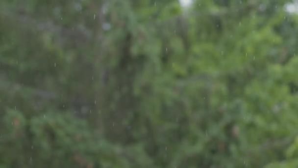 Loop Rain Drops Falling Alpha Real Rain Wysokiej Jakości Slow — Wideo stockowe