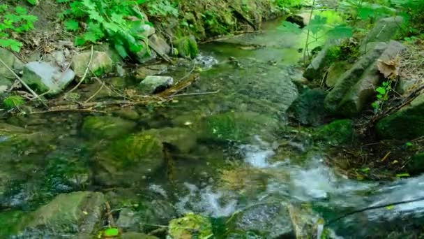 Mergulhe Beleza Serena Natureza Com Este Vídeo Cativante Câmera Permanece — Vídeo de Stock